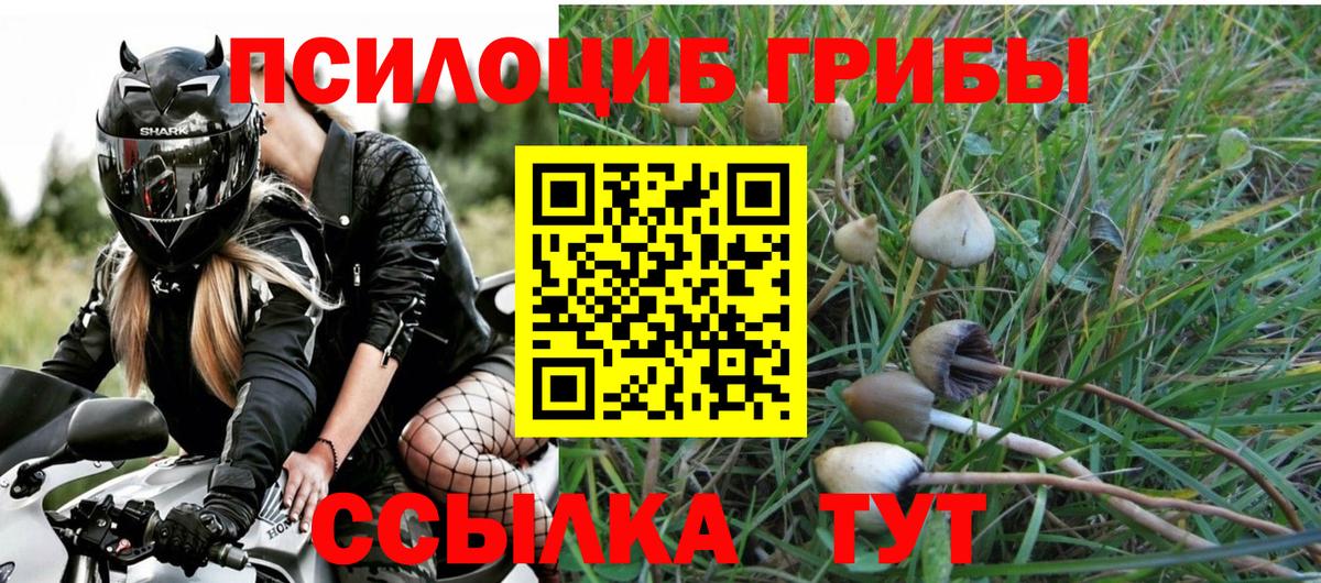 купить наркотик  Галлюциногенные грибы Psilocybe  Вход с VPN  Протвино 